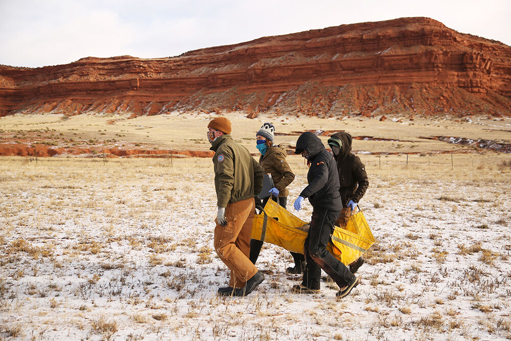 Most deer were released on the spot after all samples and measurements
